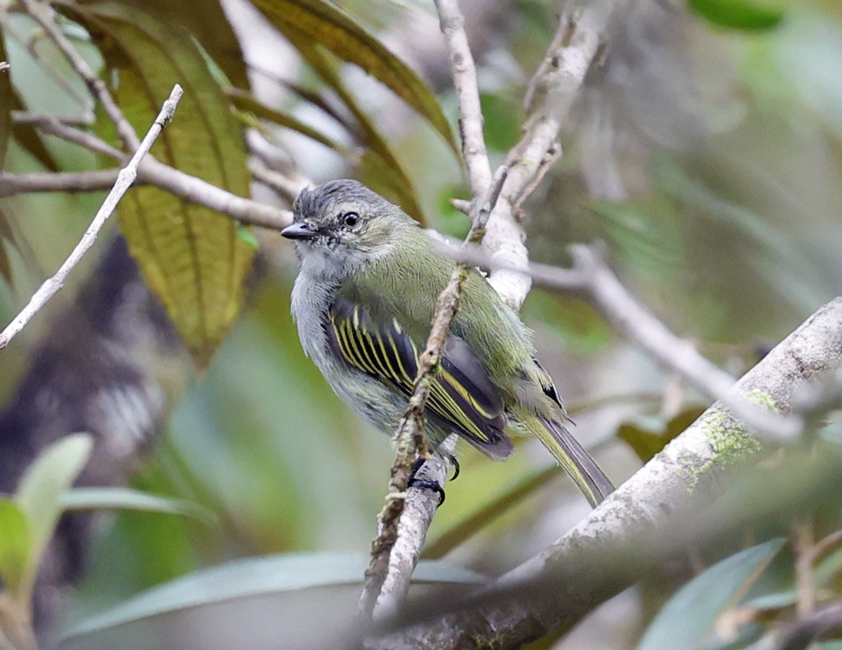 Mistletoe Tyrannulet - ML641155458
