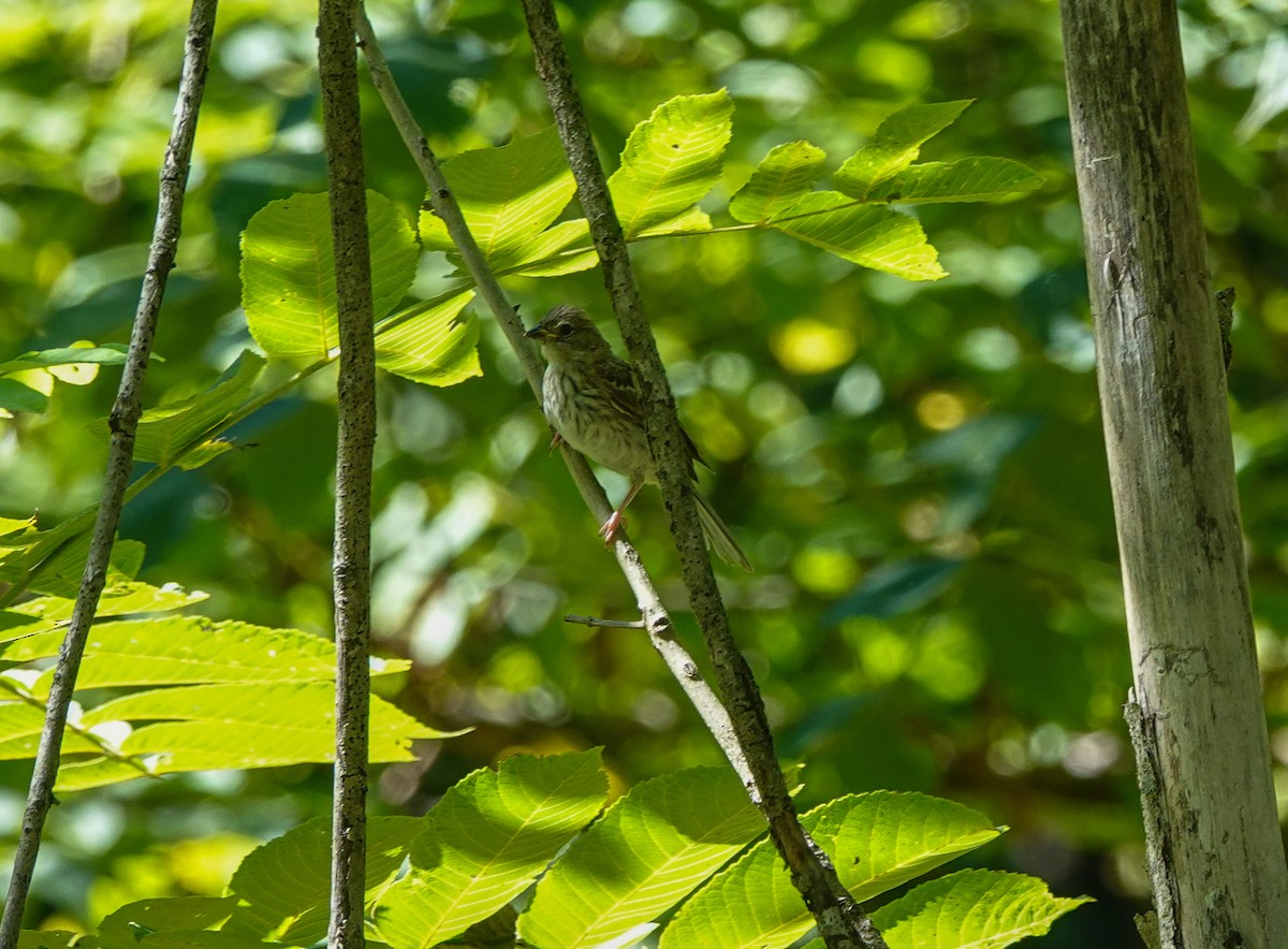 Chipping Sparrow - ML641155473