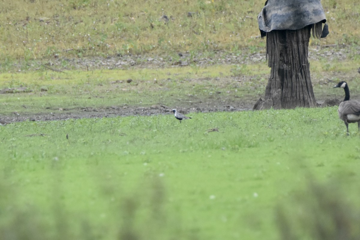 Black-bellied Plover - ML641155474