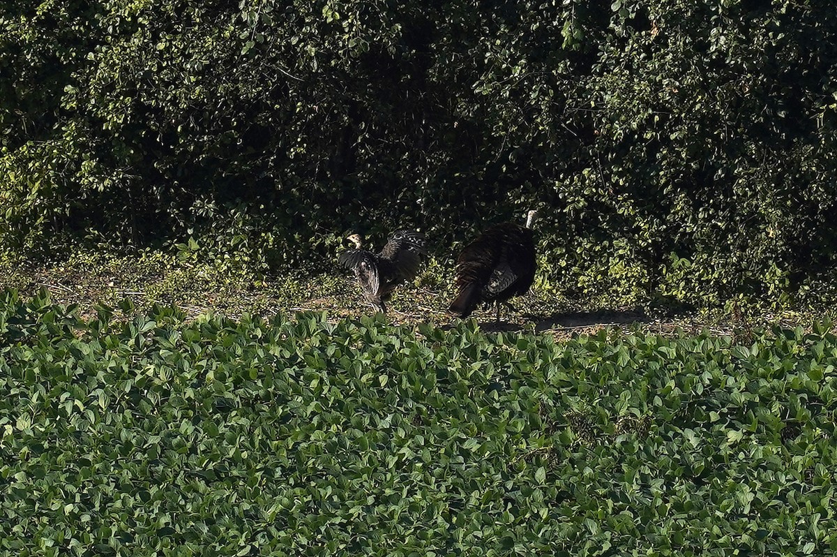 Wild Turkey - ML641155507