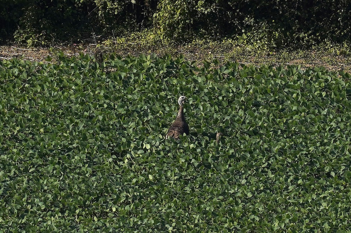 Wild Turkey - ML641155508
