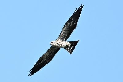 Mississippi Kite - ML641155517