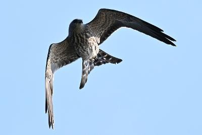 Mississippi Kite - ML641155518