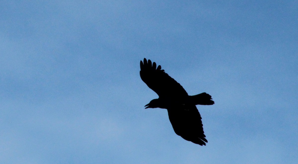 American Crow - ML641155525