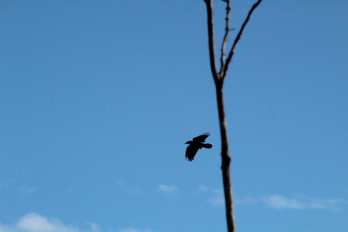 American Crow - ML641155530