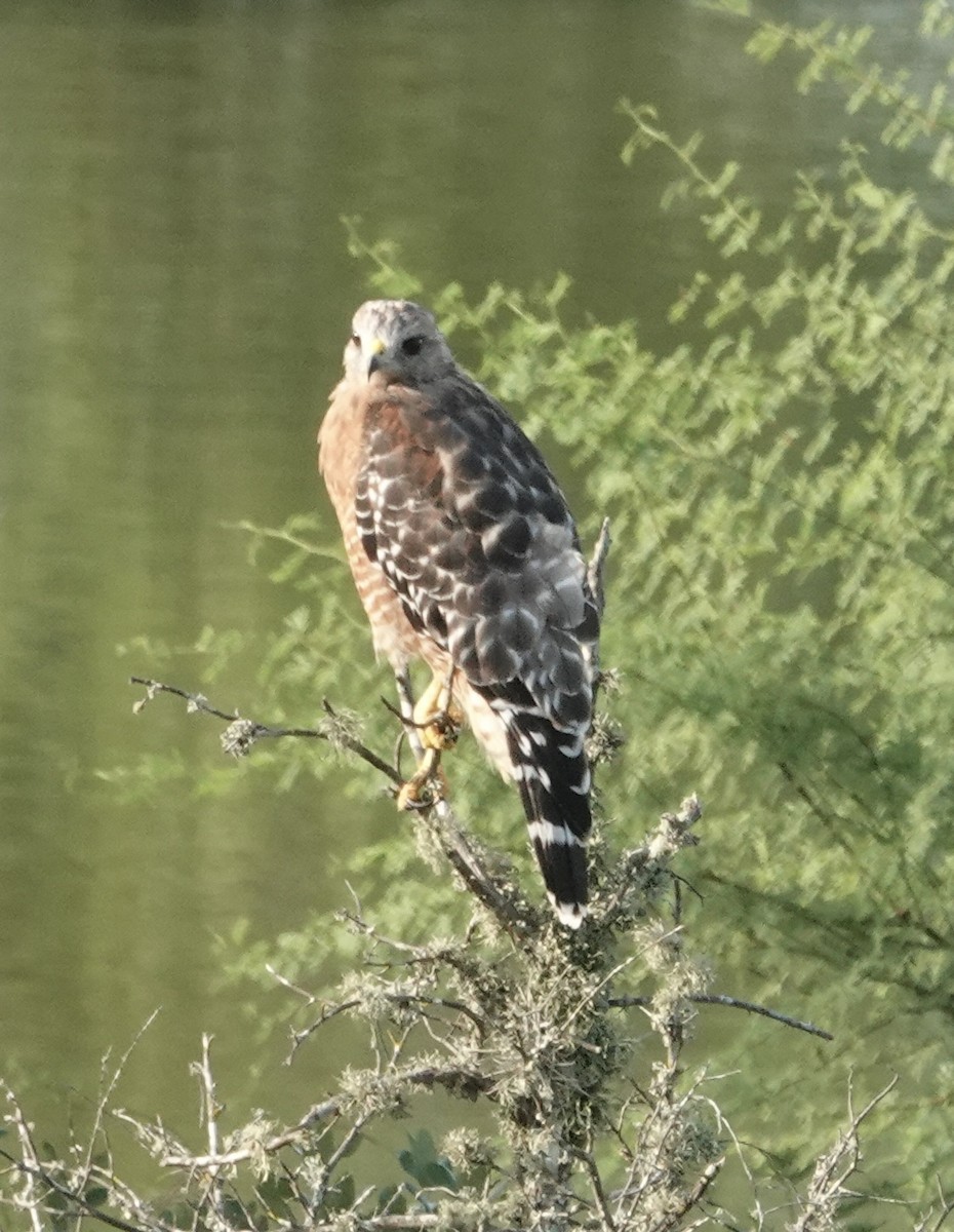 Red-shouldered Hawk - ML641155531