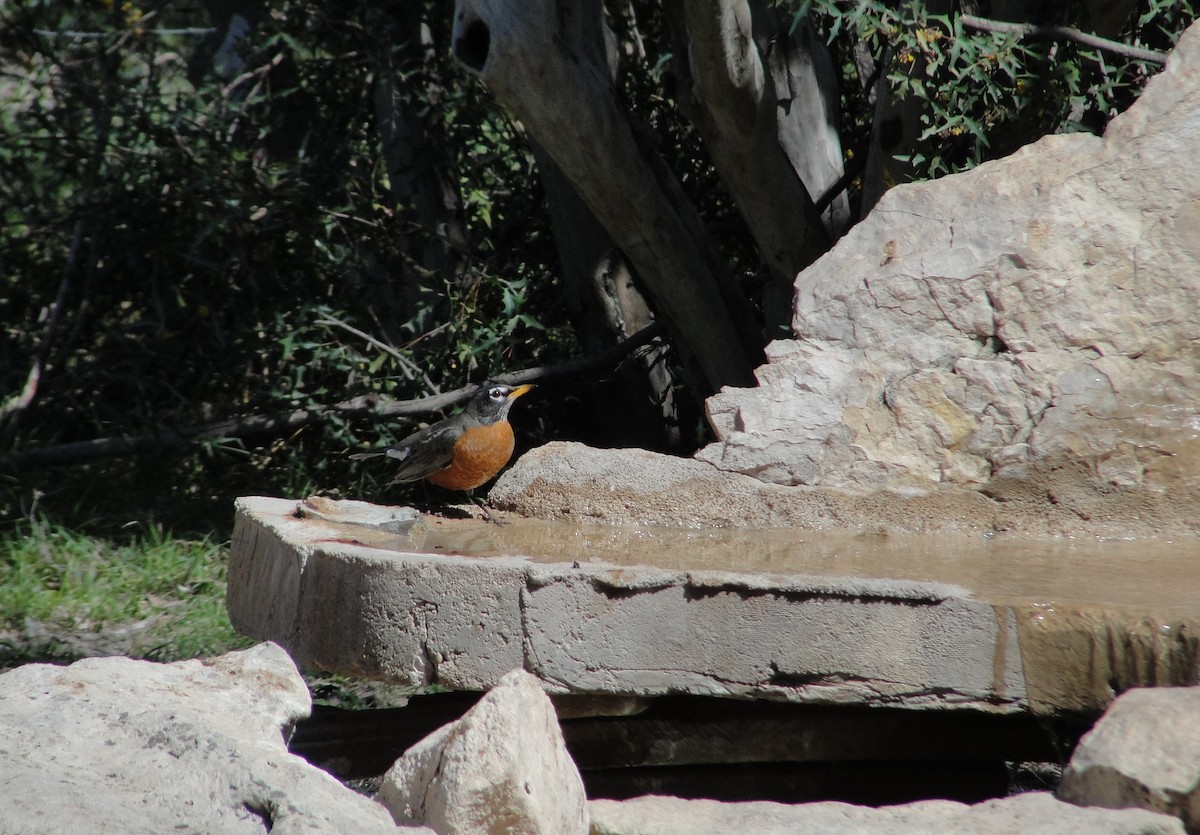 American Robin - ML641155536