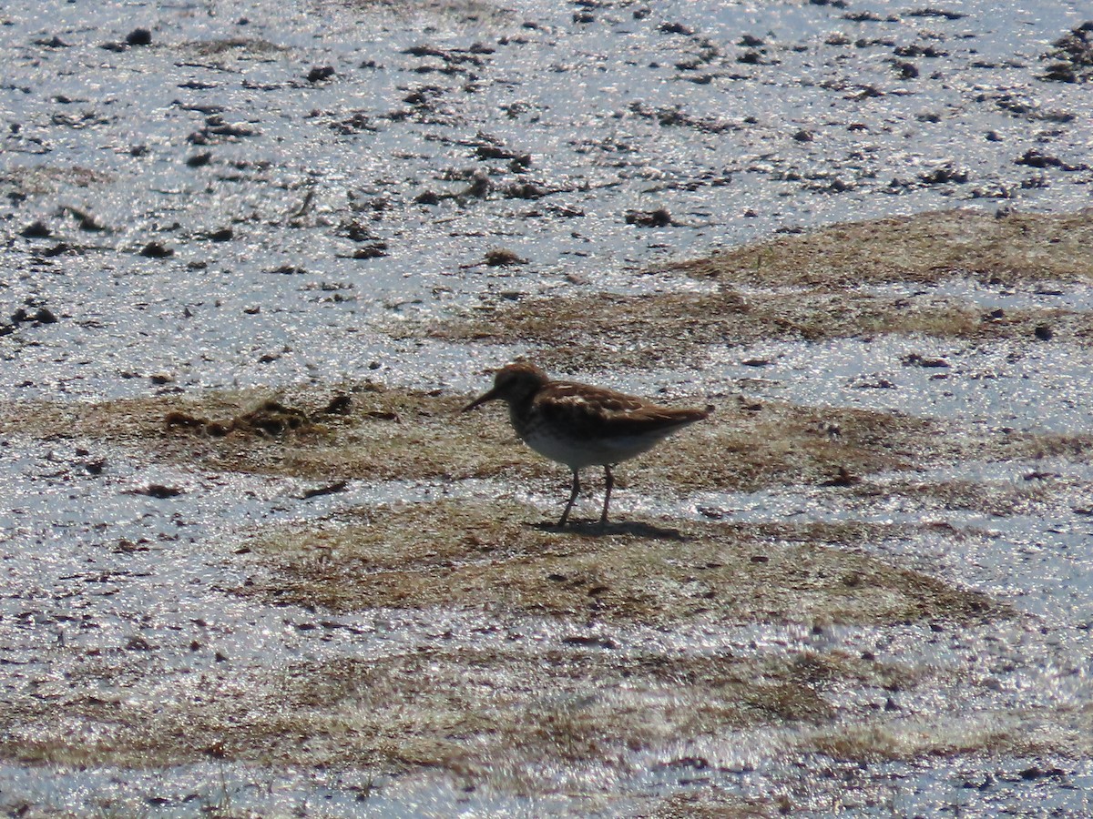 jespák drobný - ML641155544