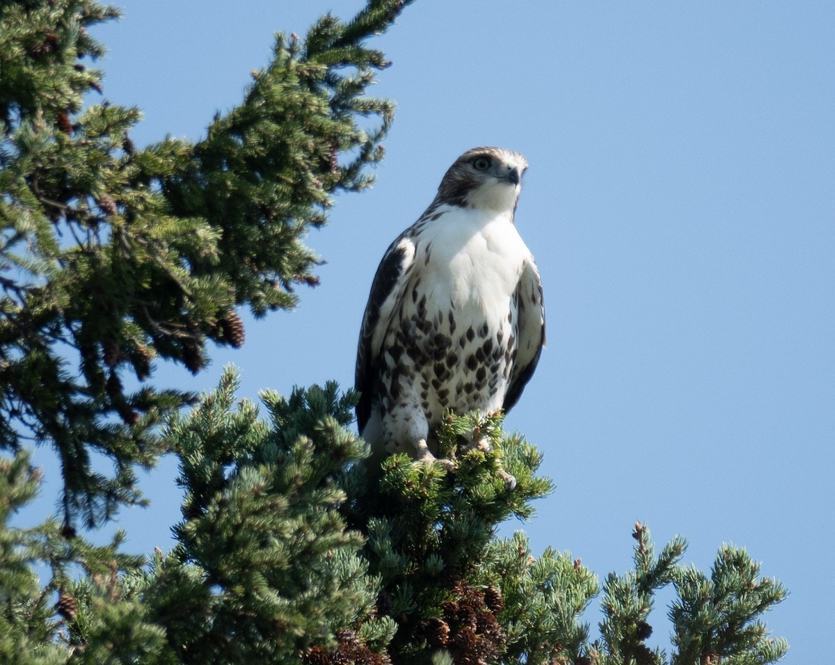 Rotschwanzbussard - ML641155546