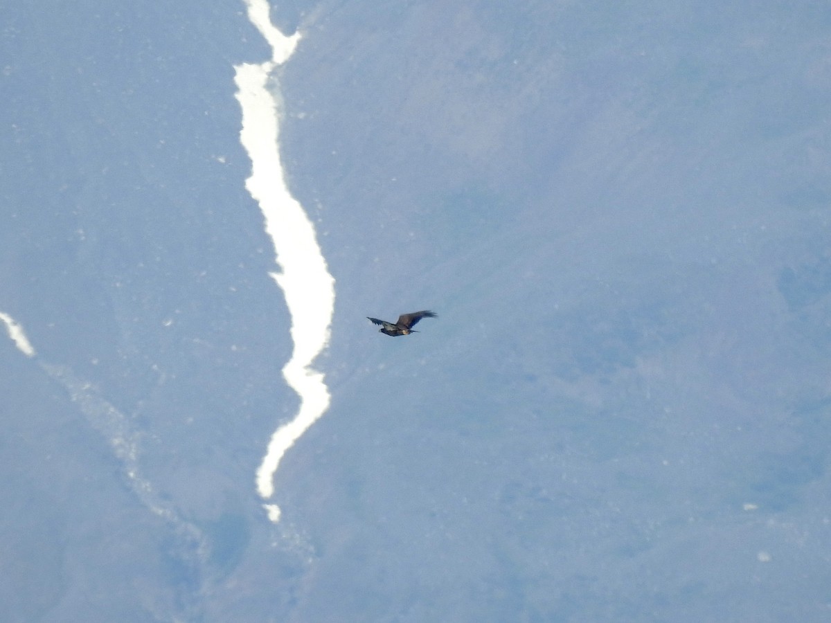 hvithodehavørn - ML641155547