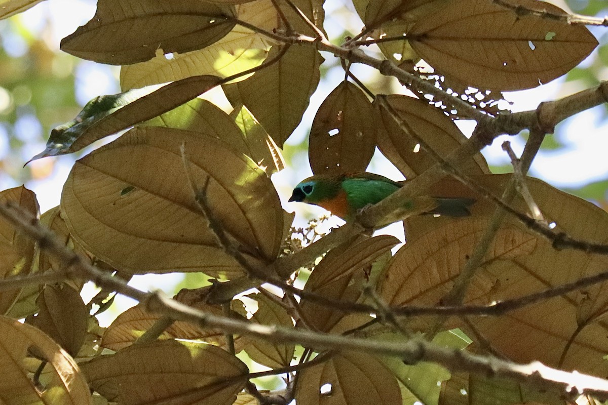 Brassy-breasted Tanager - ML641155550