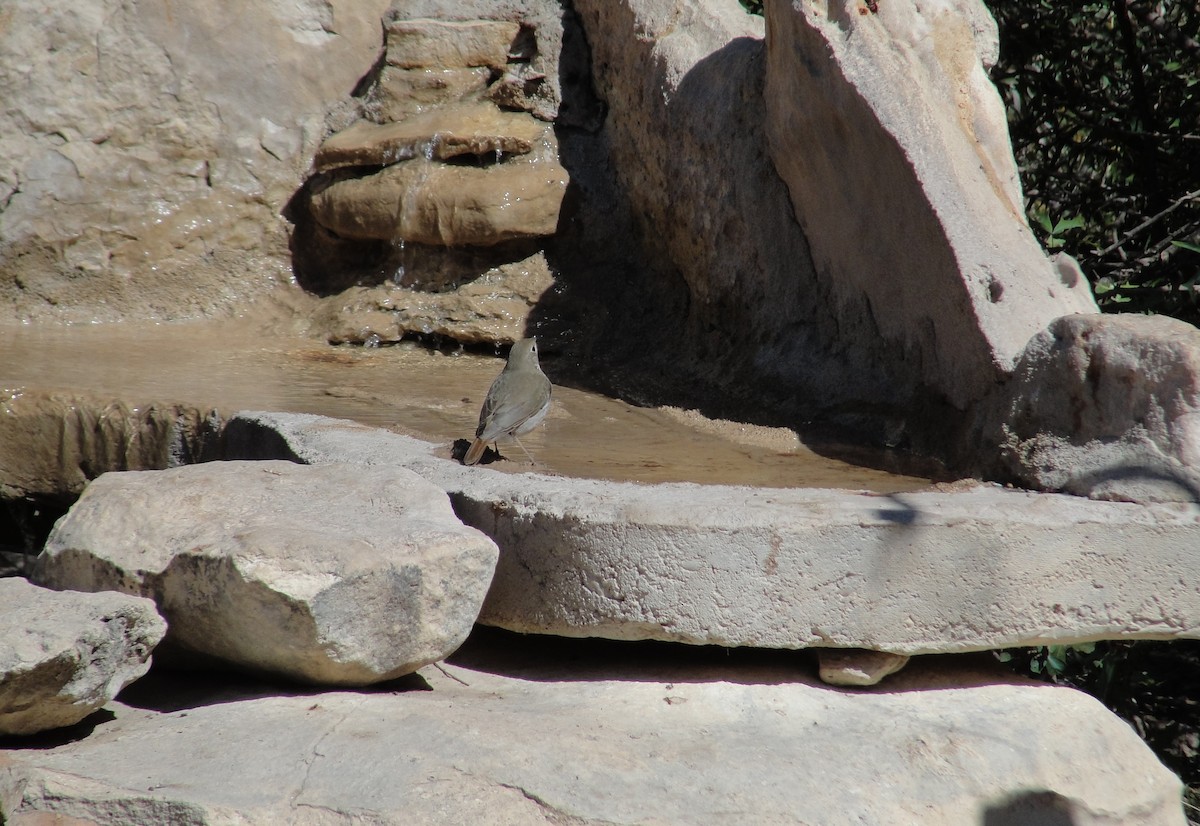 Hermit Thrush - ML641155565