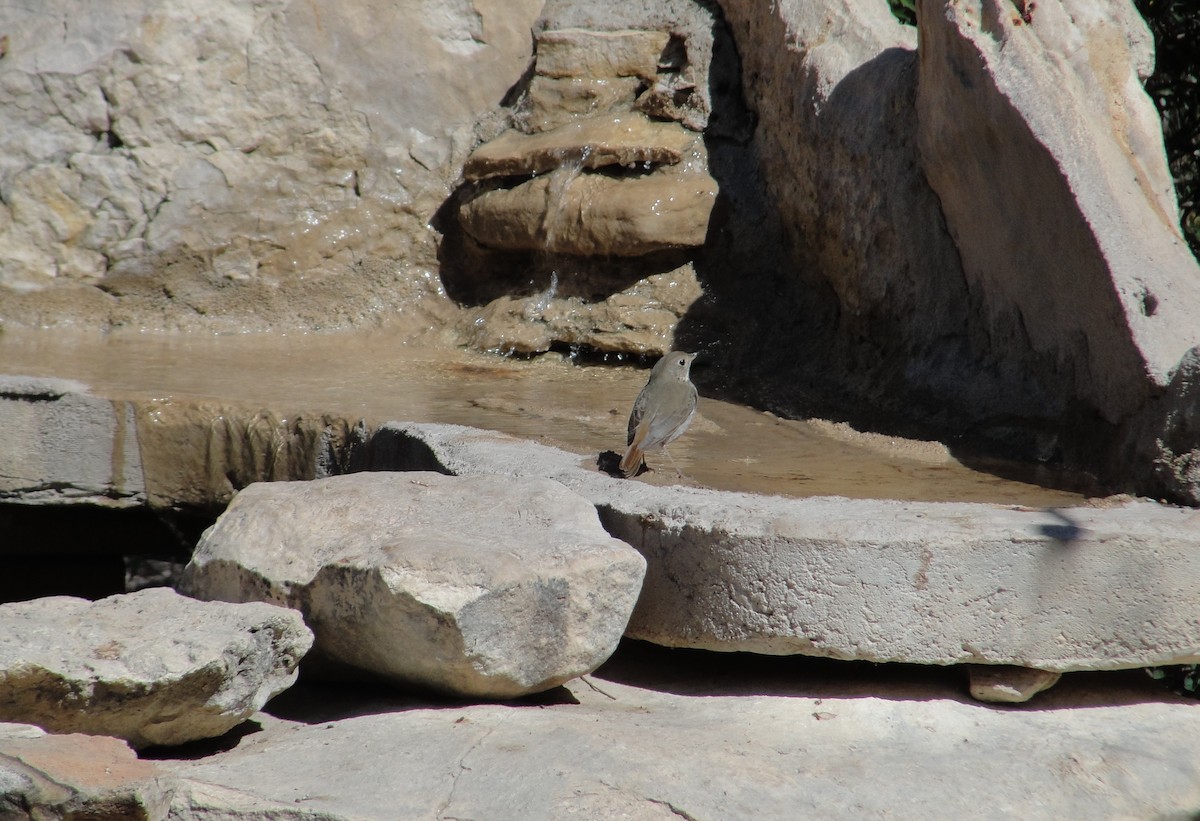 Hermit Thrush - ML641155567