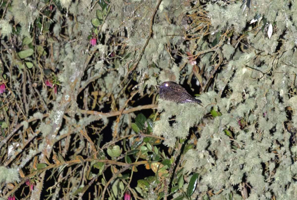 Dusky Nightjar - ML641155572