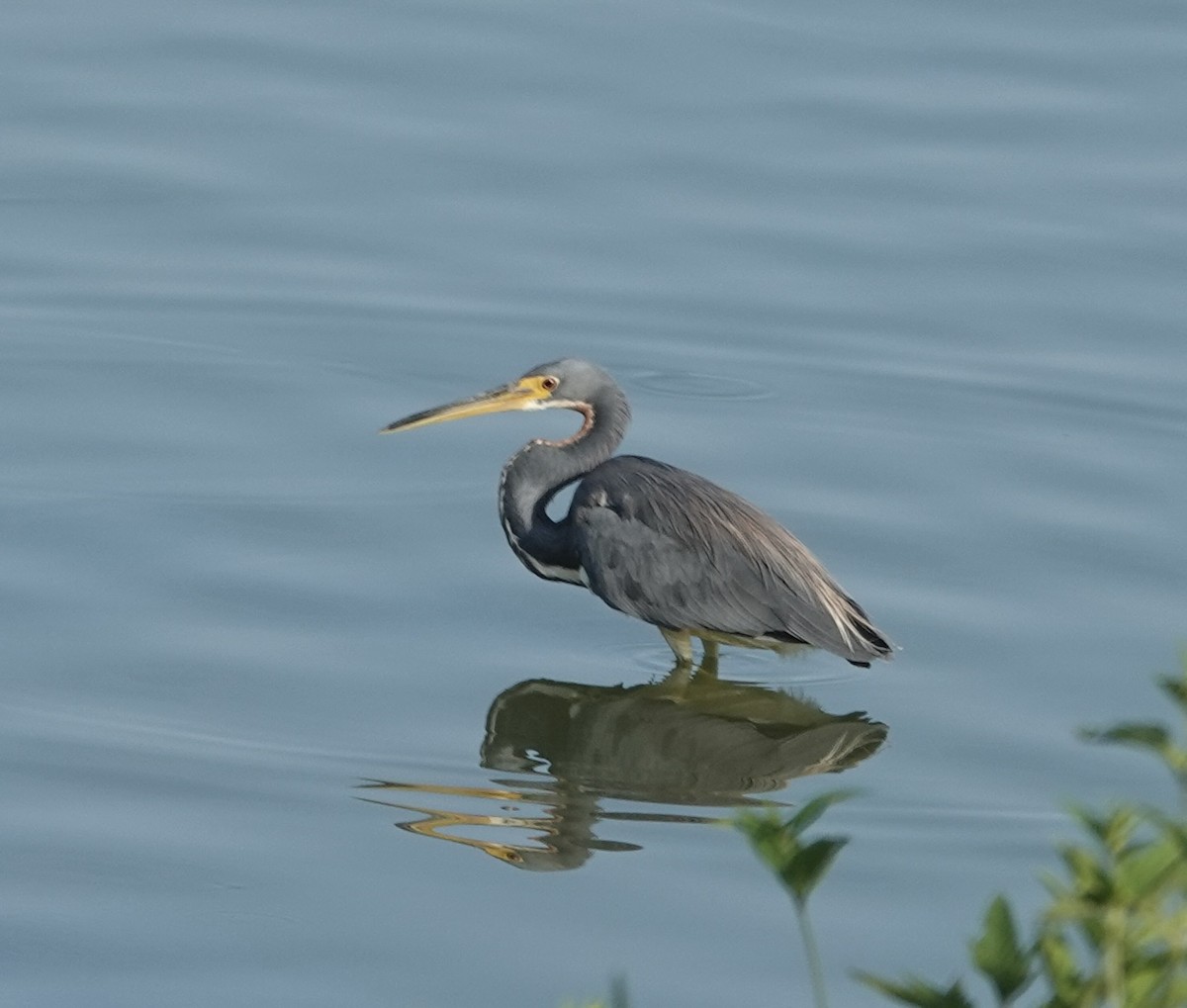 Tricolored Heron - ML641155575