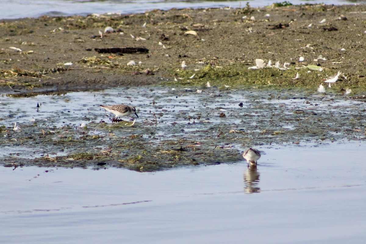Bergstrandläufer - ML641155579