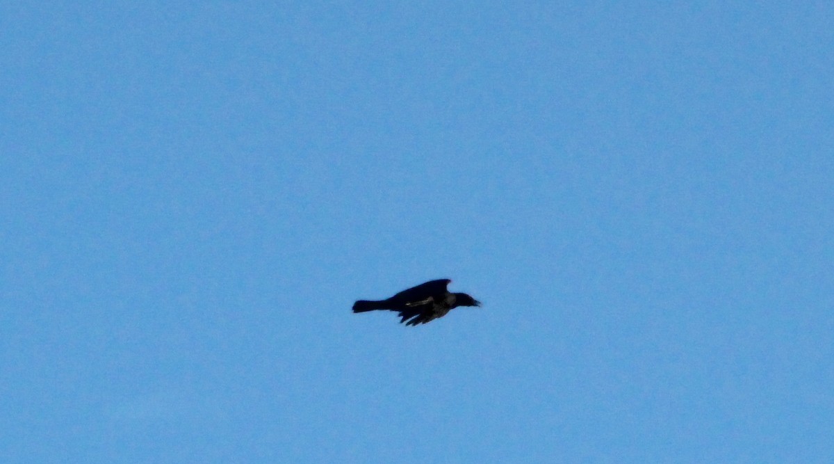 American Crow - ML641155581