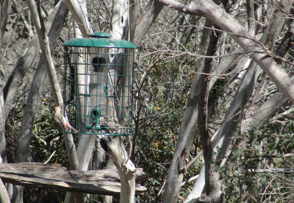 House Finch - ML641155594