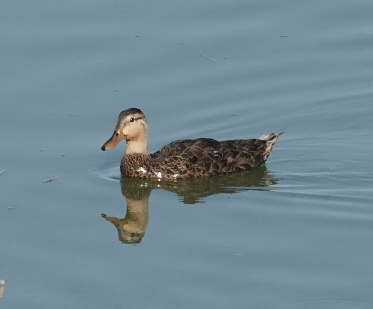 Mottled Duck - ML641155601