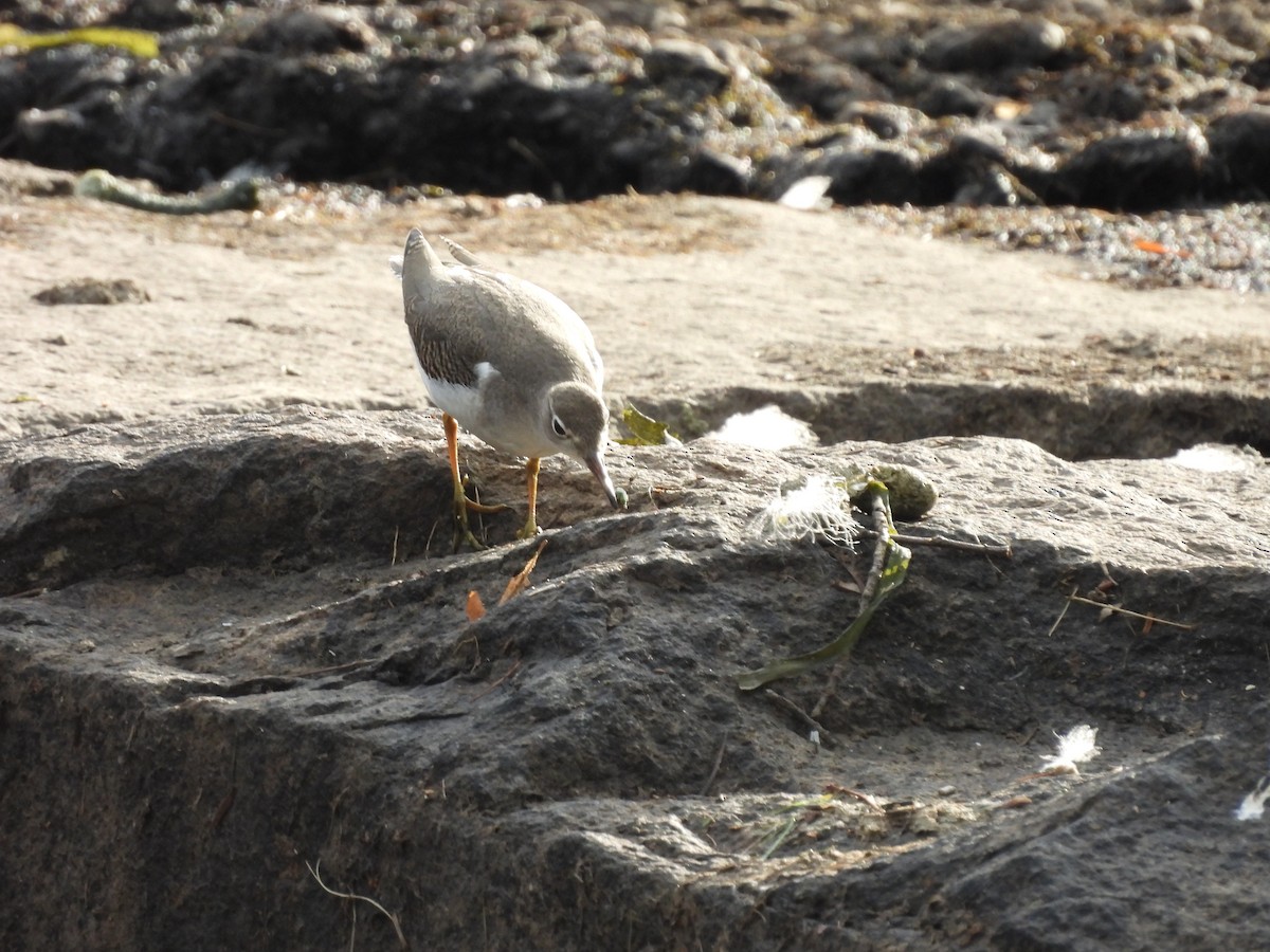 Spotted Sandpiper - ML641155607