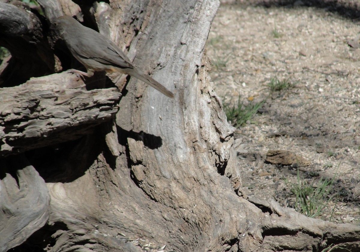 Canyon Towhee - ML641155612