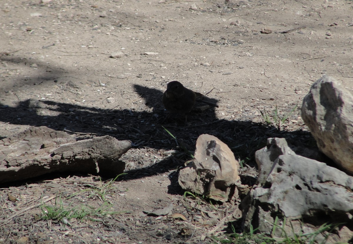 Canyon Towhee - ML641155614