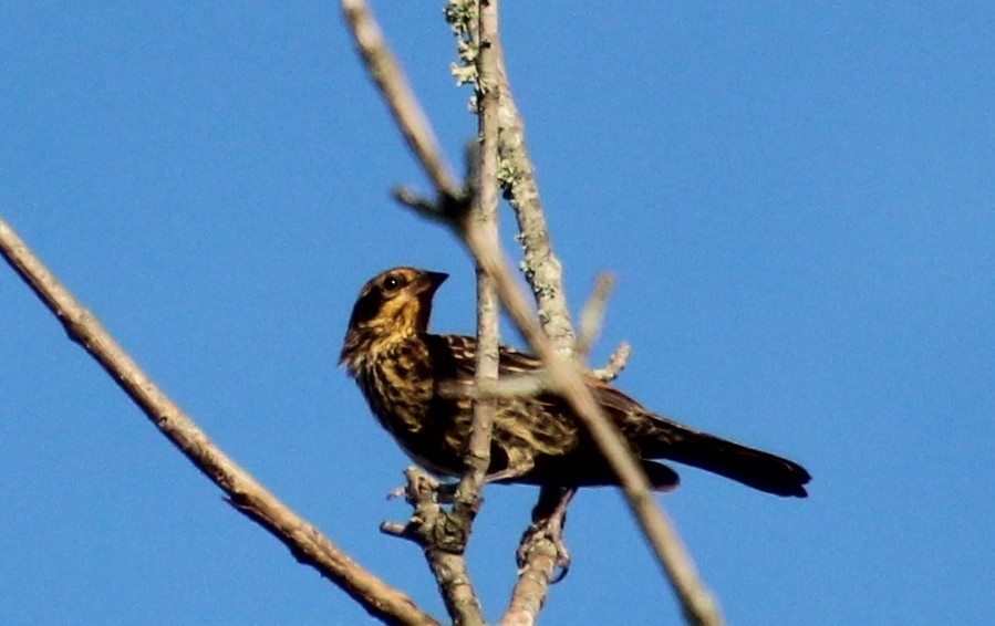 Red-winged Blackbird - ML641155615