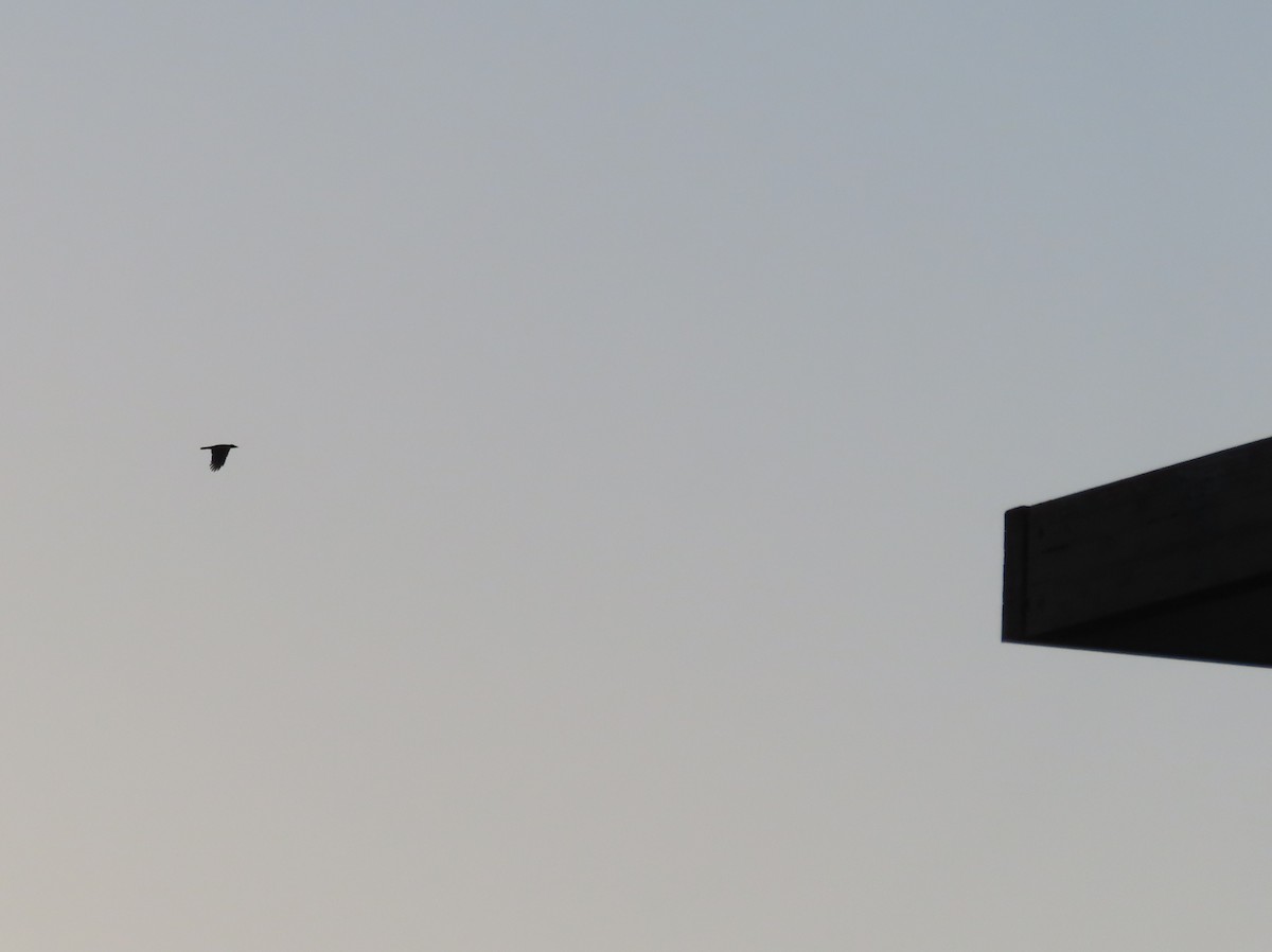 American Crow - ML641155618