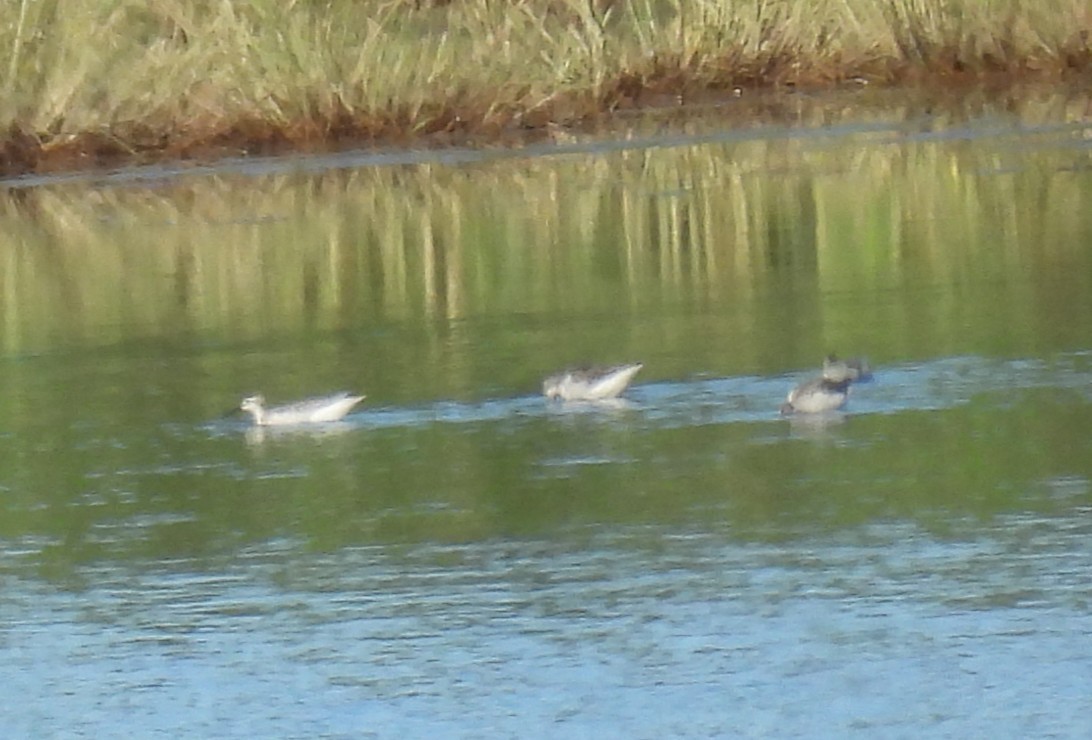 Wilson's Phalarope - ML641155645