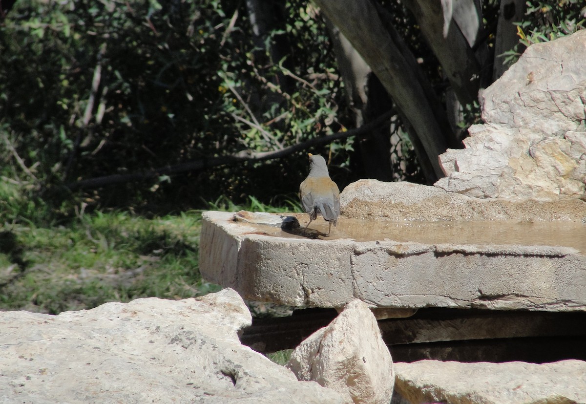 Rufous-backed Robin - ML641155657