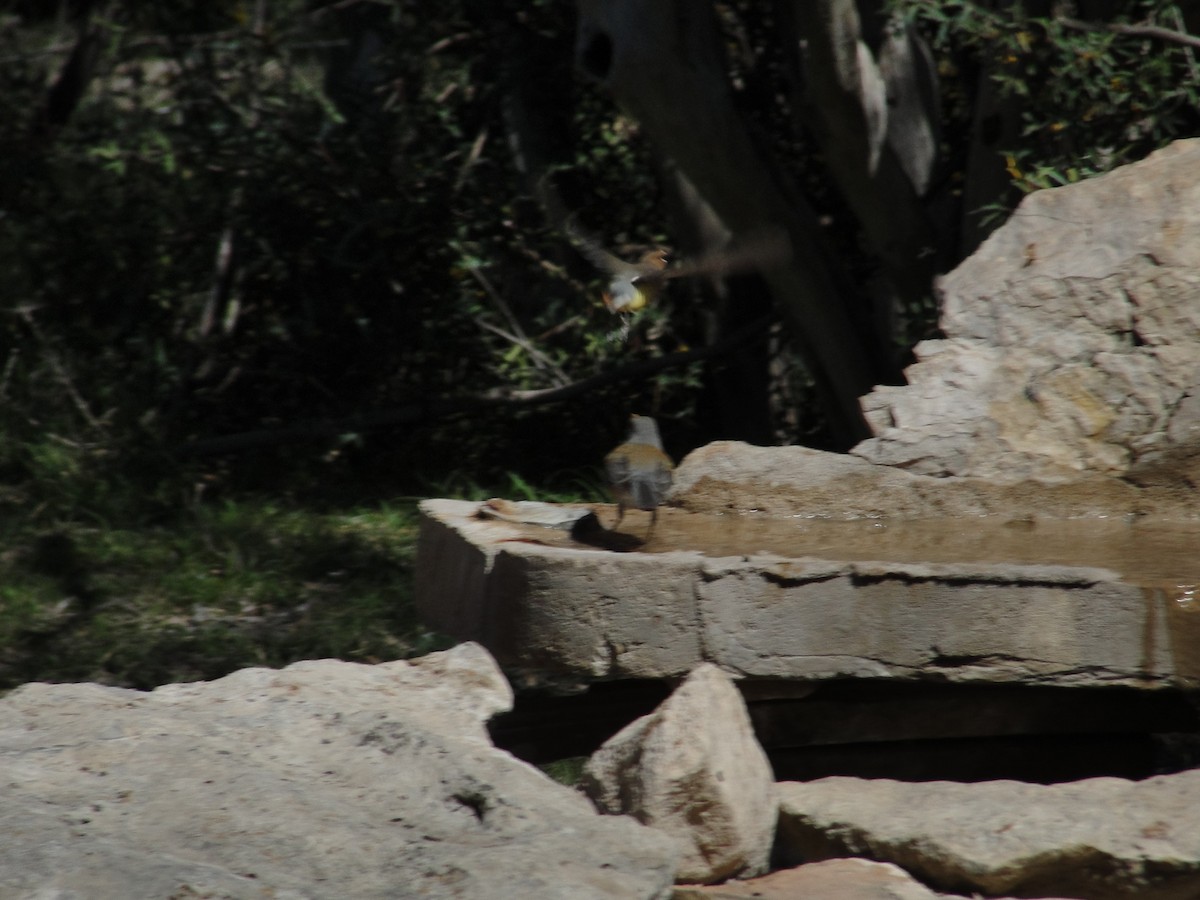 Rufous-backed Robin - ML641155658