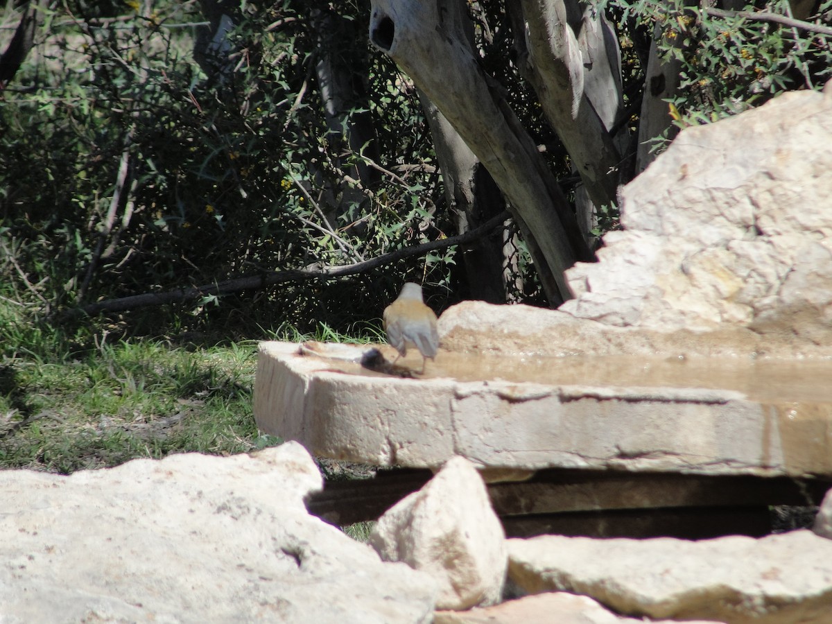 Rufous-backed Robin - ML641155660