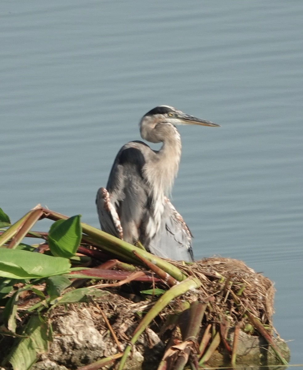 Great Blue Heron - ML641155672