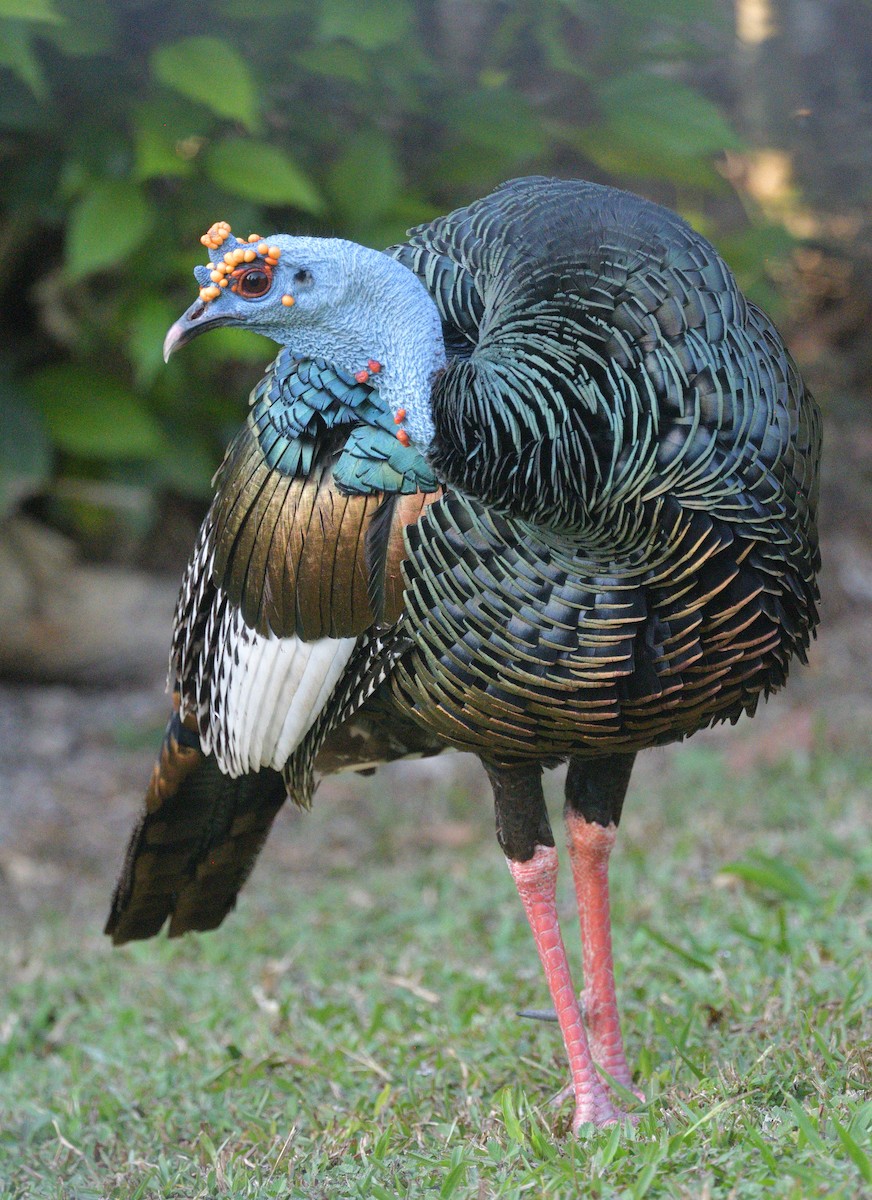 Ocellated Turkey - ML641155707