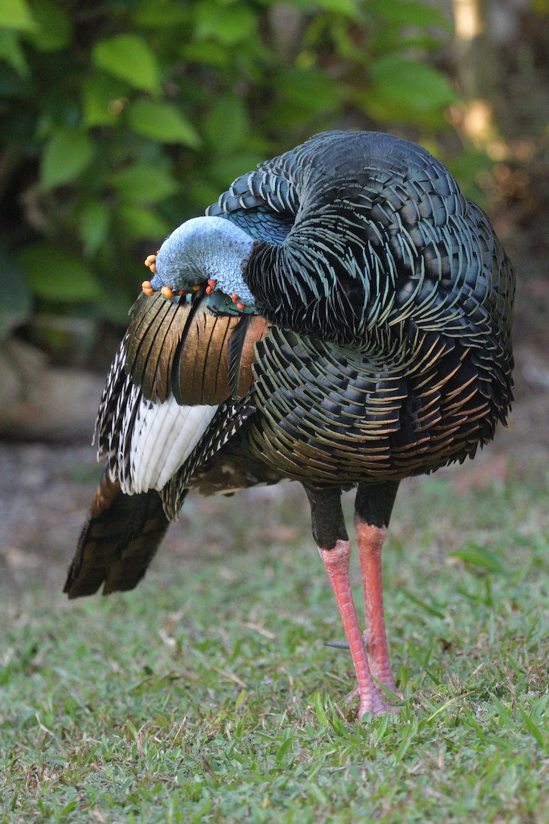 Ocellated Turkey - ML641155729