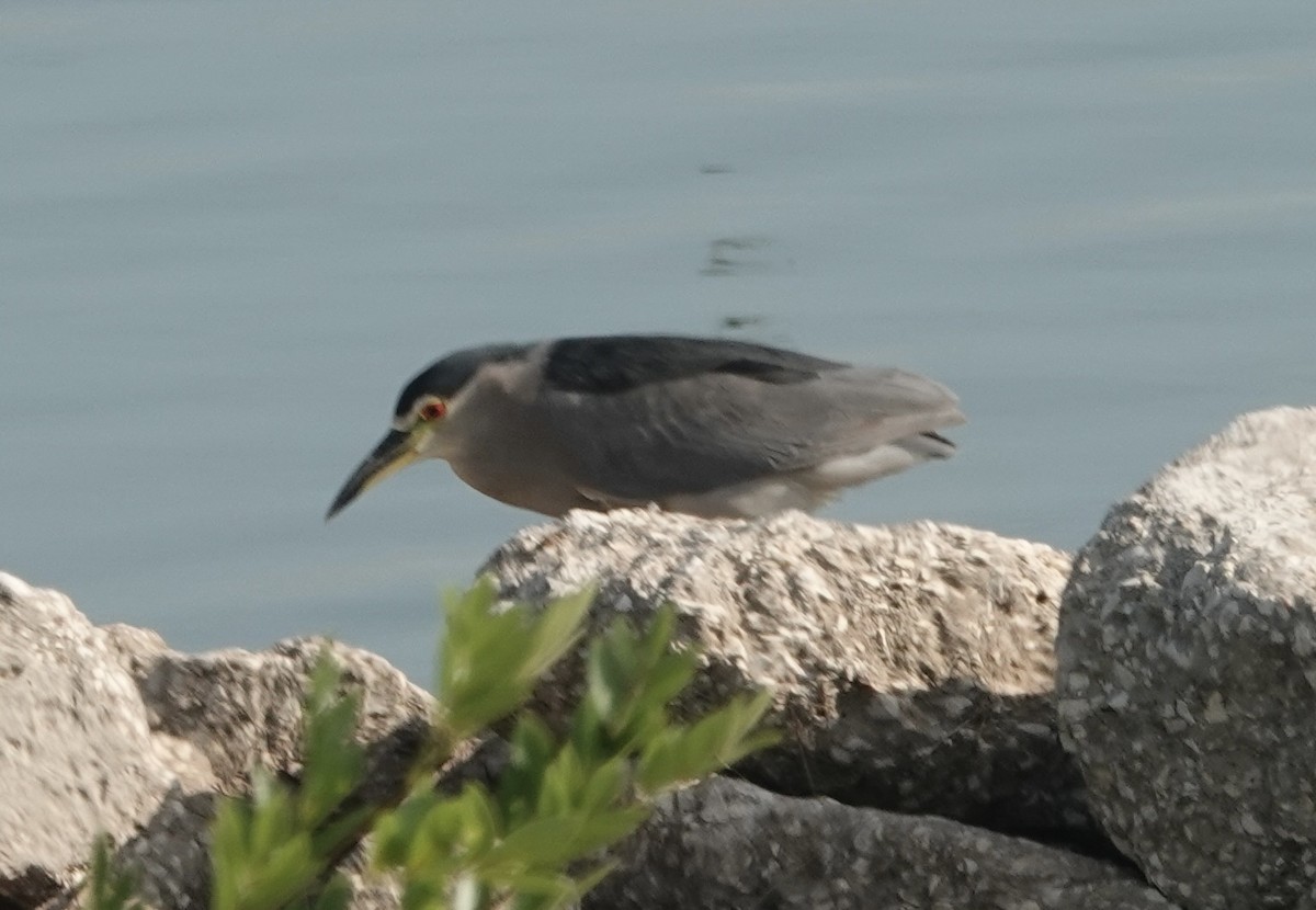 Black-crowned Night Heron - ML641155731