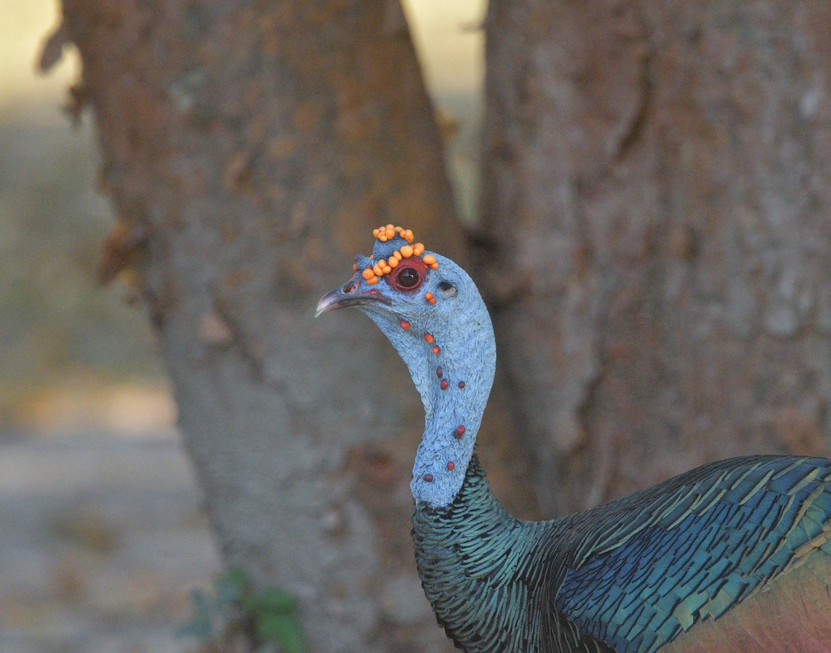 Ocellated Turkey - ML641155740