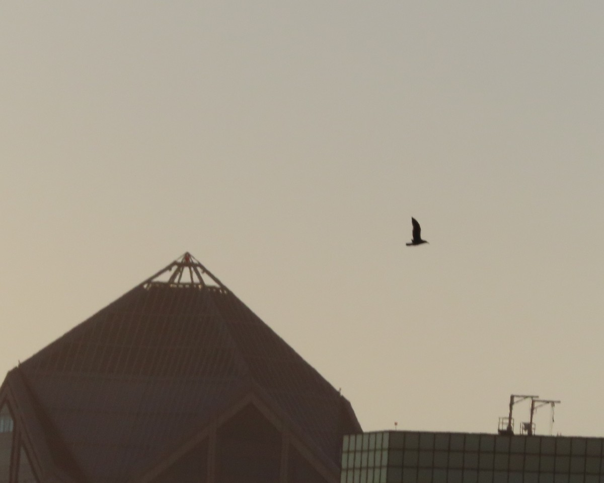 Western Gull - ML641155781