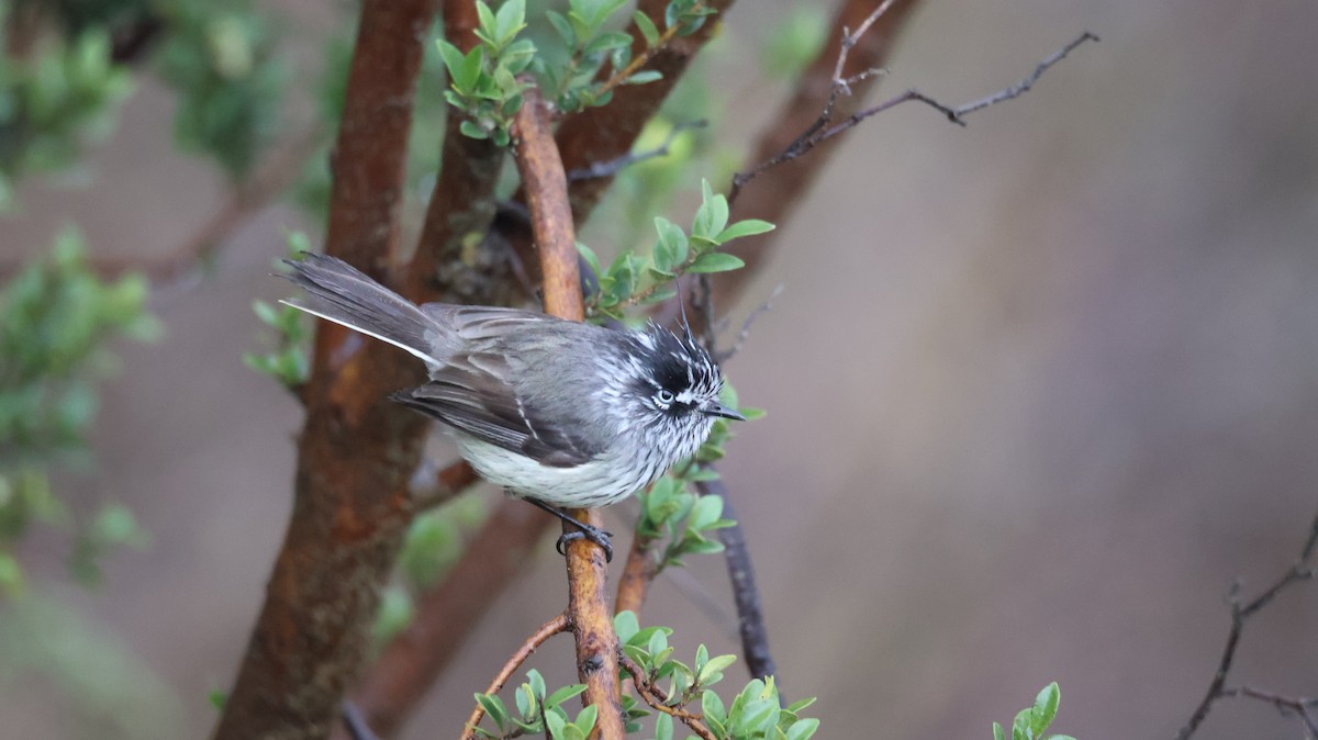 Tufted Tit-Tyrant - ML641155782