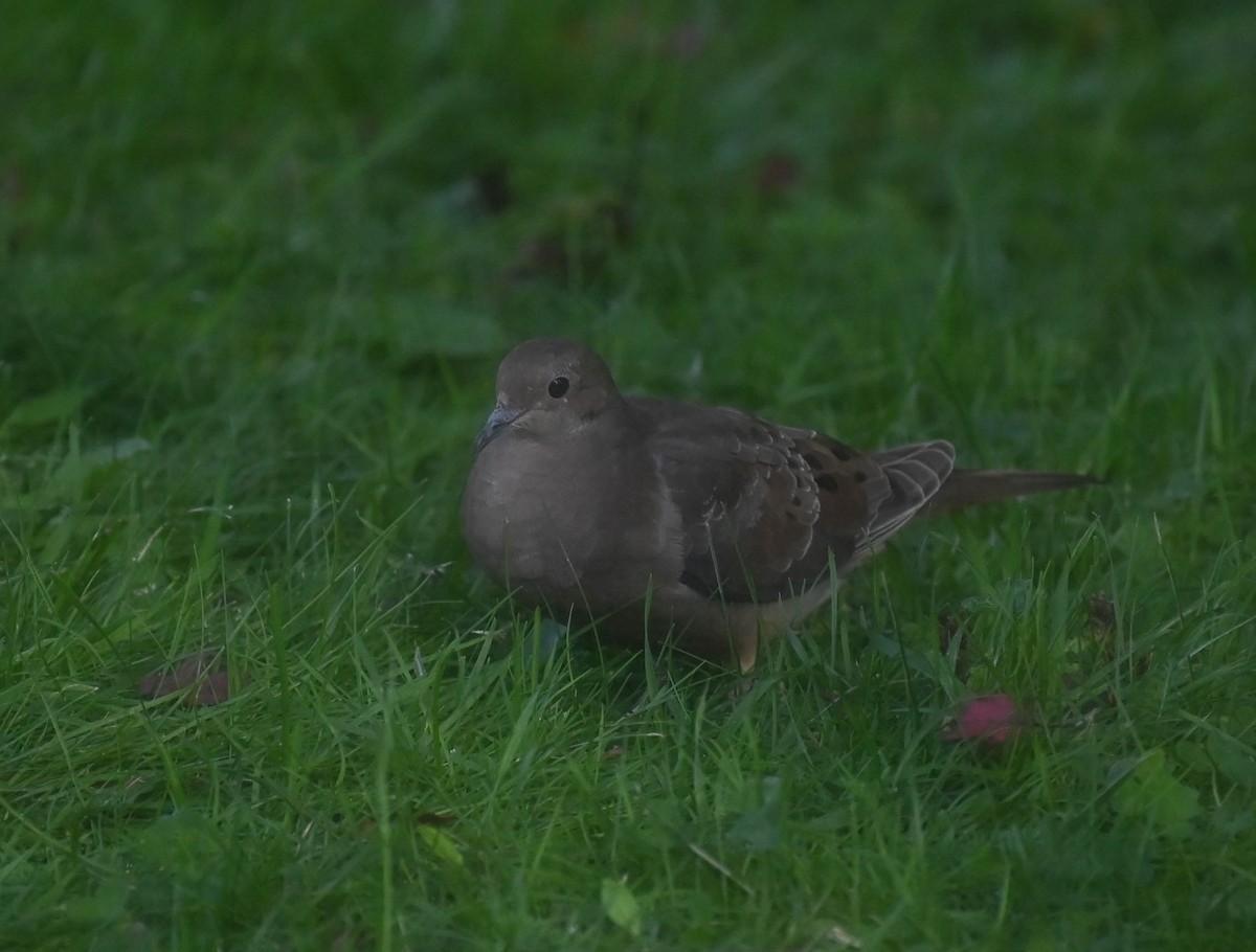 Mourning Dove - ML641155784