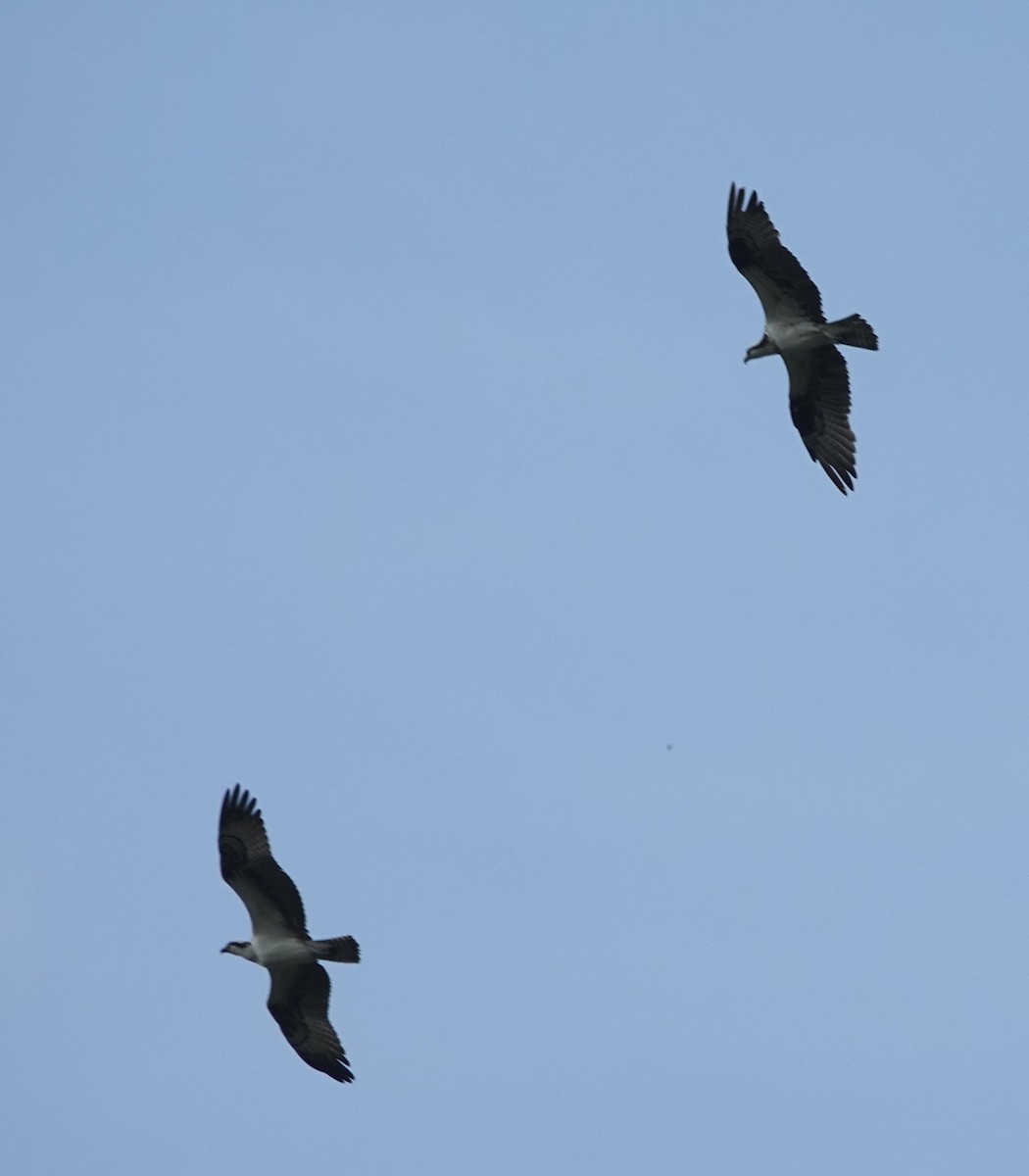Osprey - ML641155790