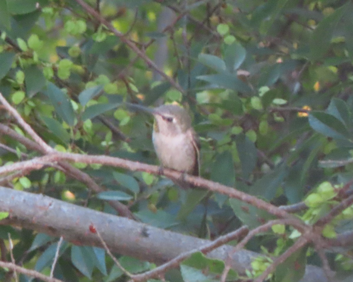 Anna's Hummingbird - ML641155800