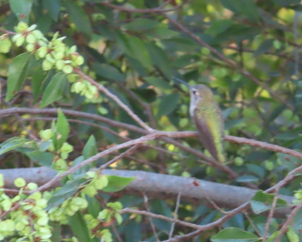Anna's Hummingbird - ML641155803