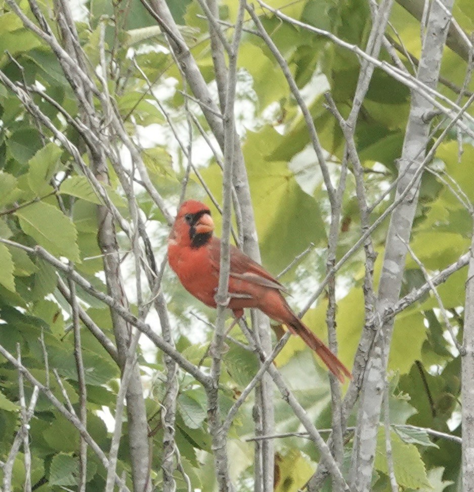 Northern Cardinal - ML641155804