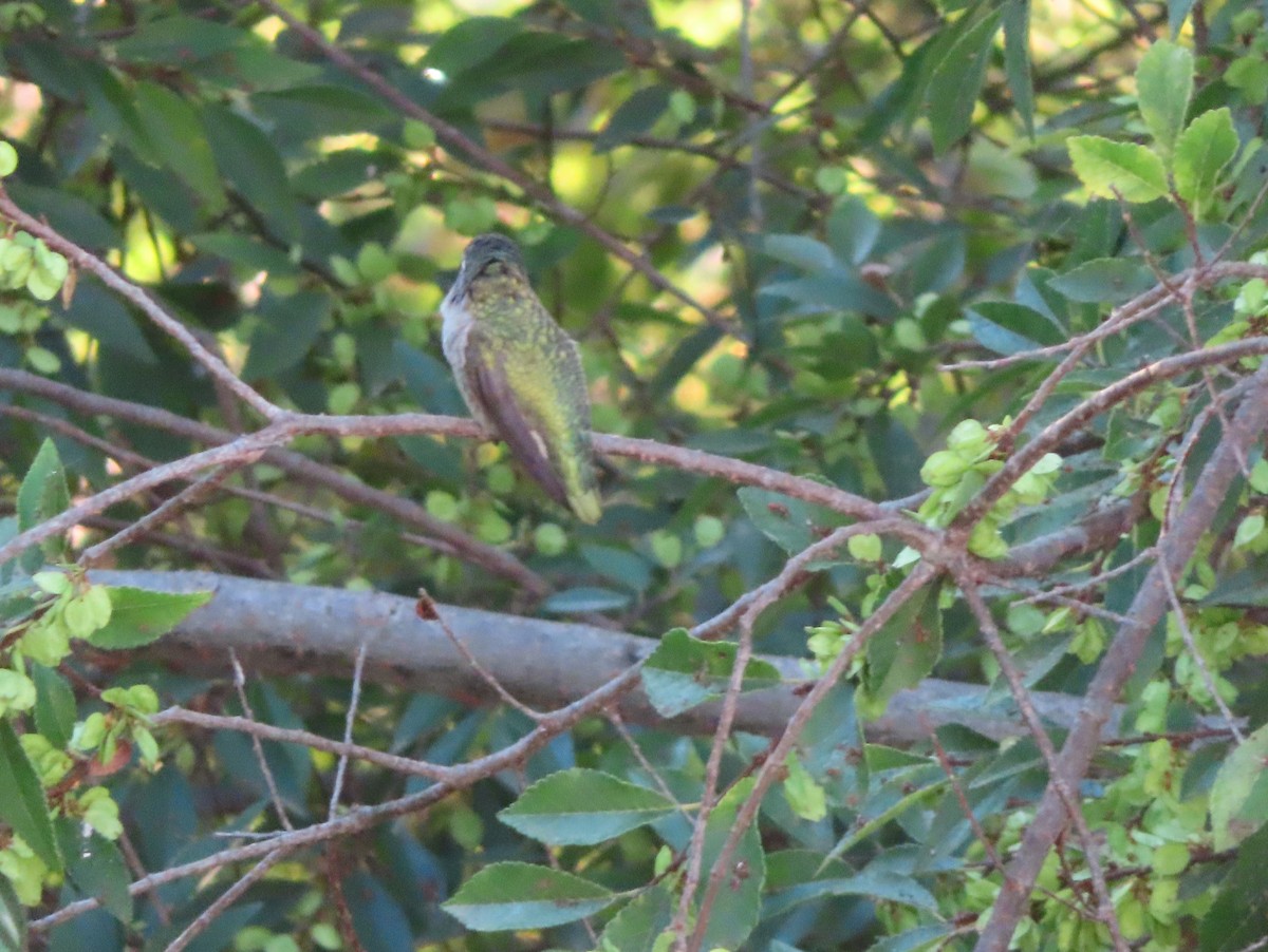 Anna's Hummingbird - ML641155808