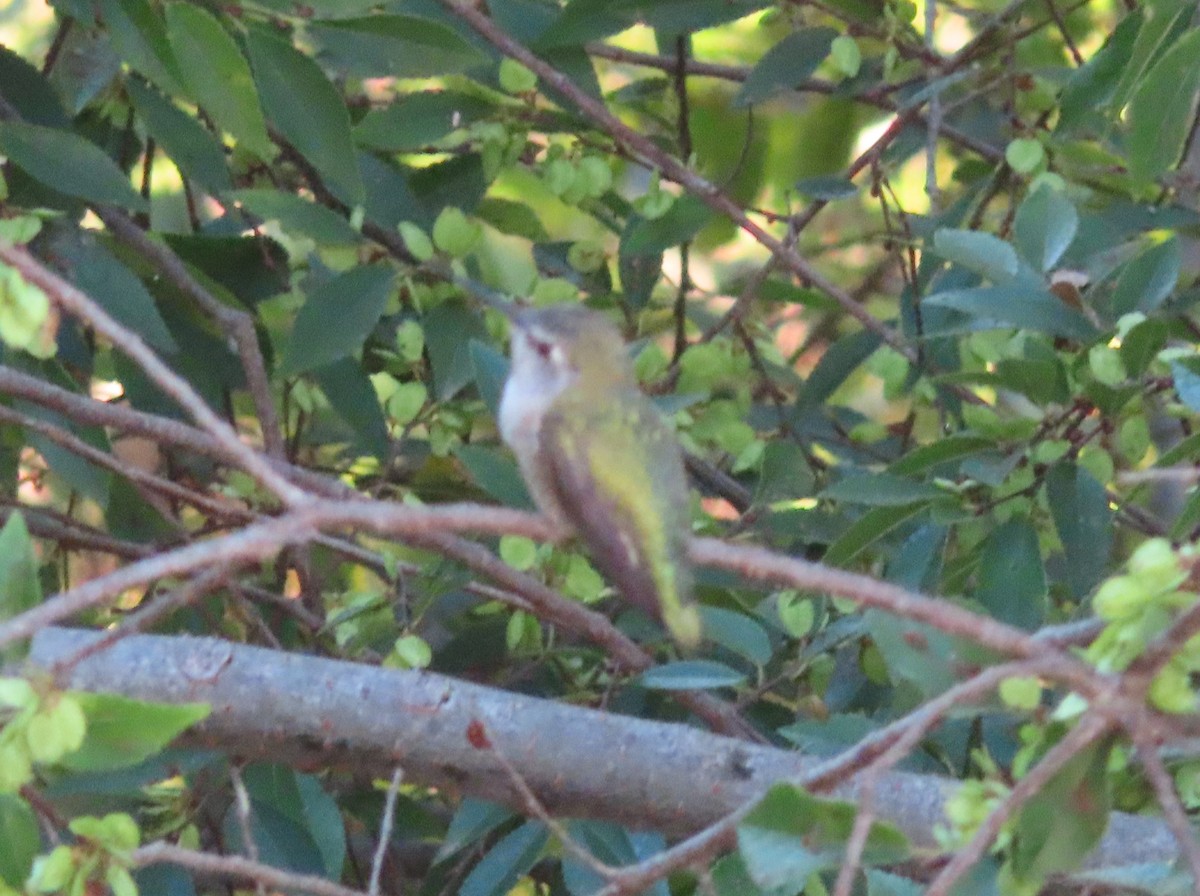 Anna's Hummingbird - ML641155812