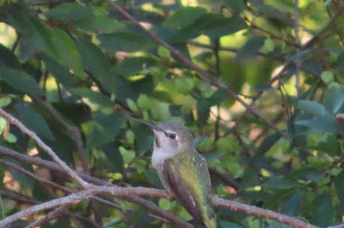 Anna's Hummingbird - ML641155817