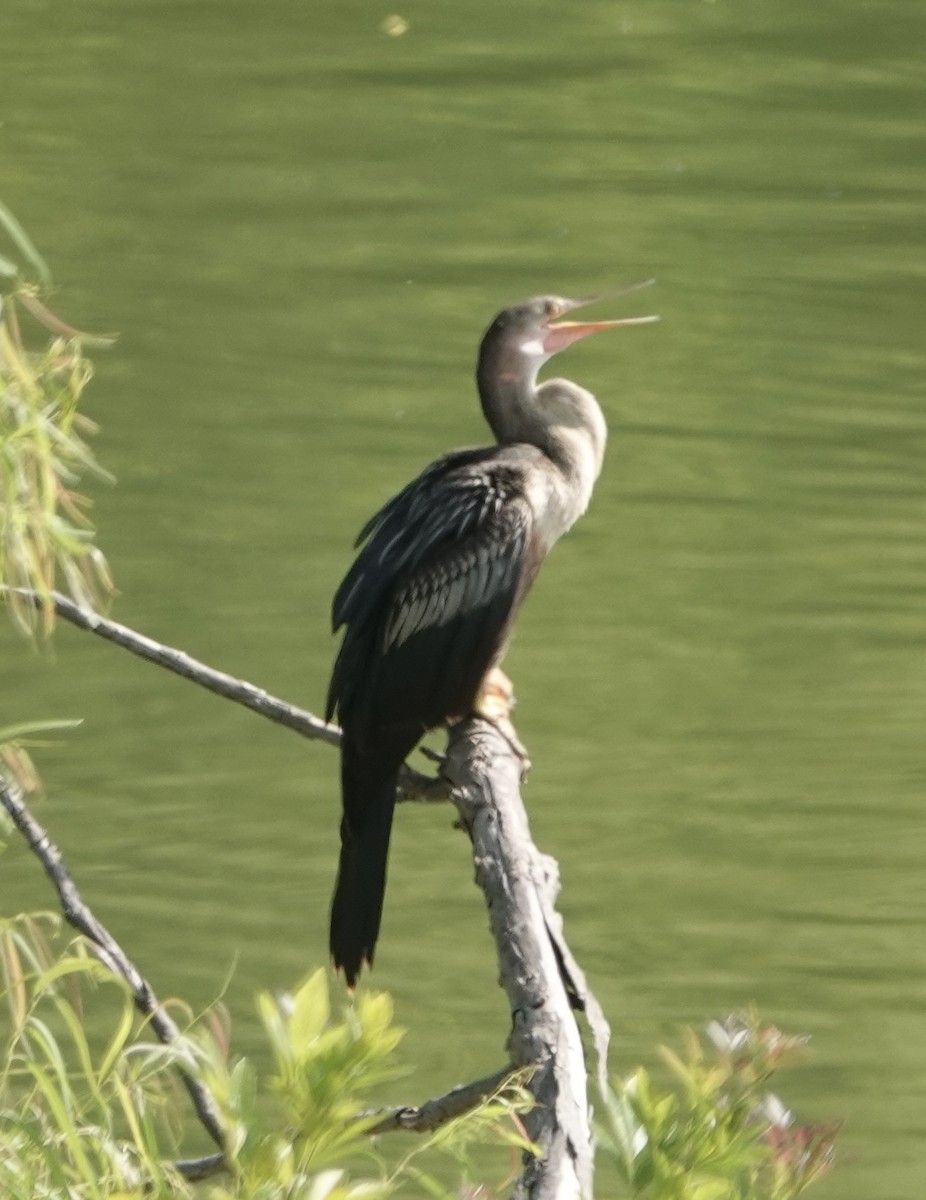 Anhinga - ML641155837