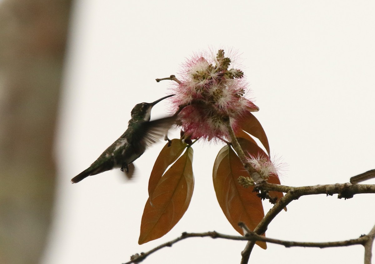 Black-throated Mango - ML641155847