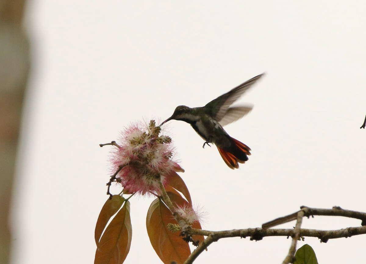 Black-throated Mango - ML641155848
